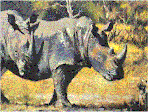 Rino