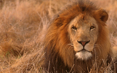 The gold of game & wildlife