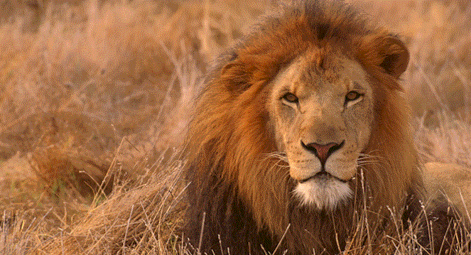 The gold of game & wildlife