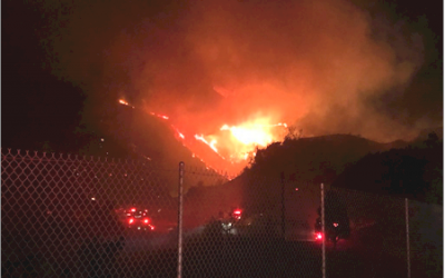 Firefighters save lions, tigers and bears