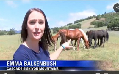 Rancher Says Wild Horses Could Help Prevent Wildfires
