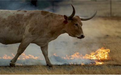 California’s Wildfires Are an Ominous Sign