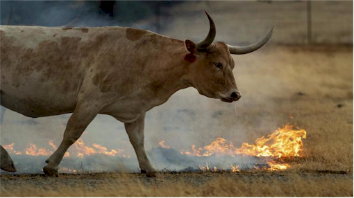 California’s Wildfires Are an Ominous Sign