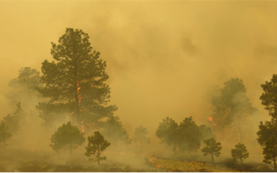 Forest service must use new tools to reduce wildfire