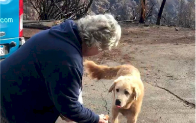 Dog waits for owners to return  after wildfire